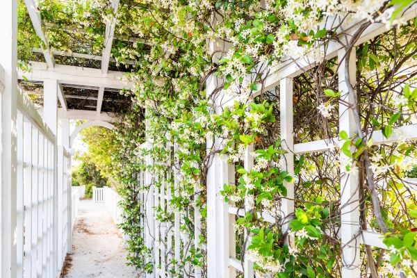 Cost of Trellis Repair in Brunswick