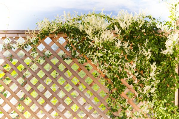 Cost of Lattice Repair in Brunswick